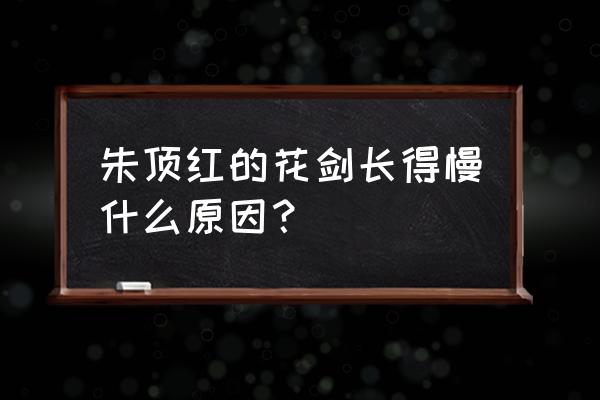 朱顶红花剑怎么长高 朱顶红的花剑长得慢什么原因？