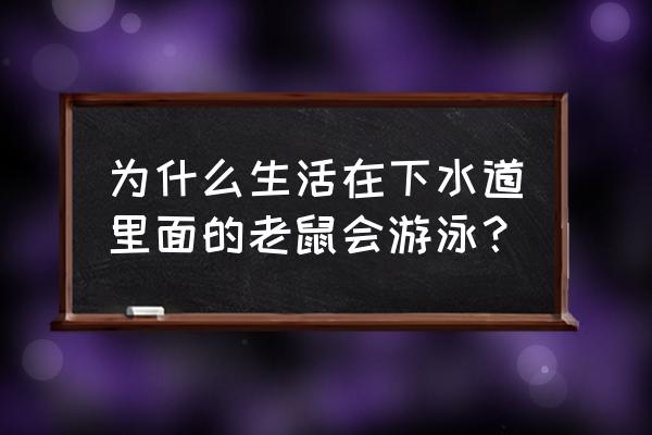 老鼠是不是都会游泳 为什么生活在下水道里面的老鼠会游泳？