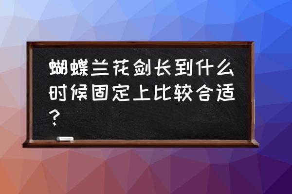 怎么固定蝴蝶兰的花剑 蝴蝶兰花剑长到什么时候固定上比较合适？