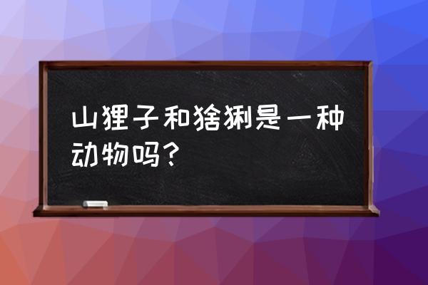 猞猁什么生态系统中 山狸子和猞猁是一种动物吗？