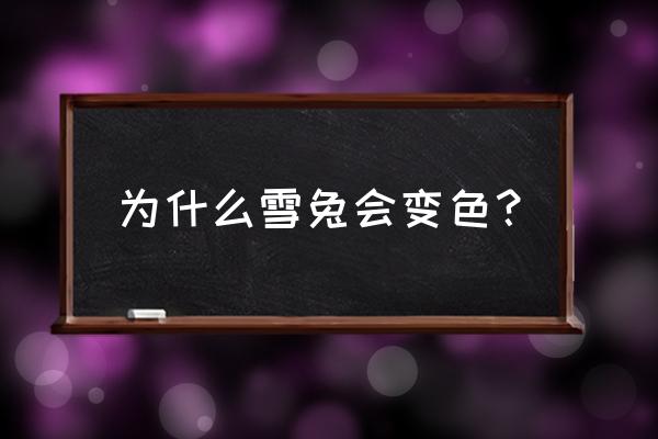 qq堂宠物雪兔进化后是什么样子 为什么雪兔会变色？