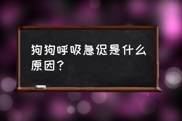 为什么运动呼吸会急促怎么改善 狗狗呼吸急促是什么原因？