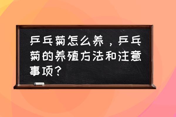 乒乓球业余球友最忌讳这三点 乒乓菊怎么养，乒乓菊的养殖方法和注意事项？