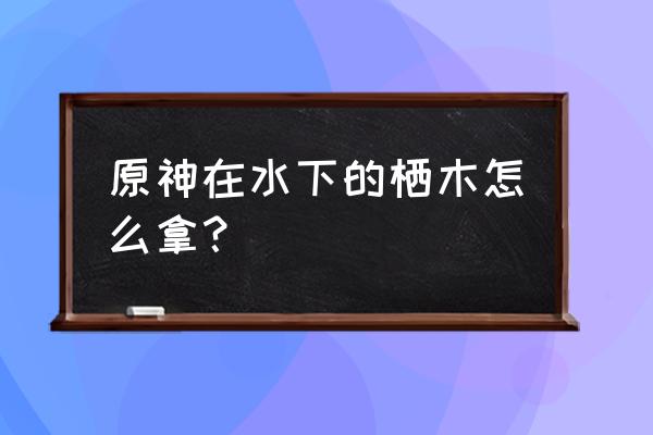 原神雾海纪行三个栖木位置 原神在水下的栖木怎么拿？